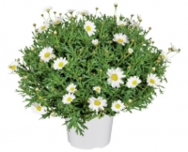 MARGERITEN-BUSCH CHF 5.99