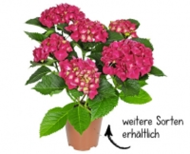 HORTENSIE CHF 5.99