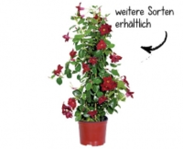DIPLADENIA CHF 12.99