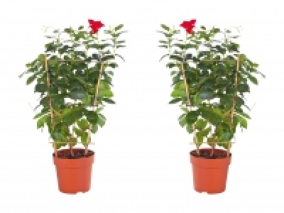 Dipladenia am Spalier CHF 6.99
