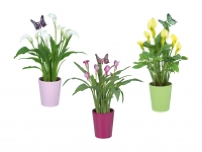 Calla im Keramikübertopf CHF 6.99