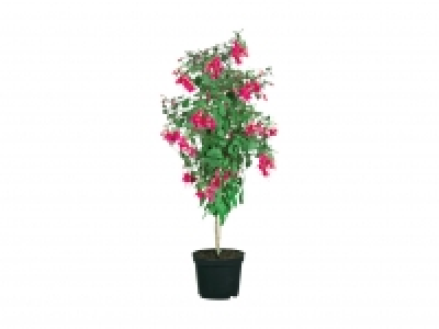 Fuchsienhochstamm CHF 9.99