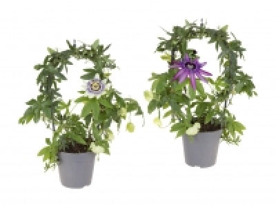 Passiflora Bogen CHF 5.99