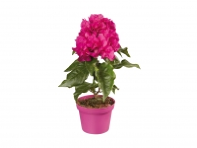 Bougainvillea Midi CHF 2.99