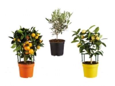 Mediterrane Pflanzen CHF 9.99