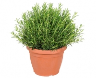 ROSMARIN XXL CHF 12.99