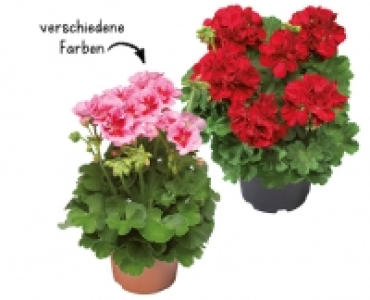 Aldi Suisse  PELARGONIE