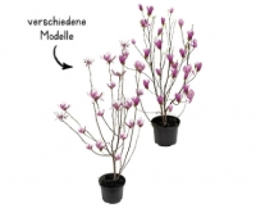 MAGNOLIE CHF 9.99