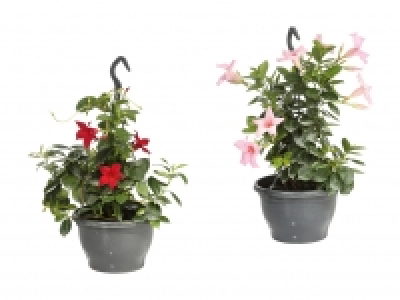 Dipladenia Ampel CHF 9.99