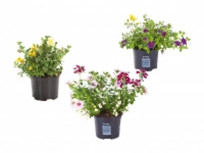 Blühtrio CHF 2.99