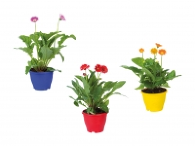 Gerbera In & Outdoor XXL CHF 14.99