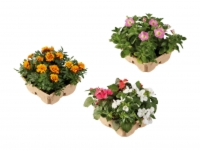 Beet- und Balkonpflanzen CHF 3.49