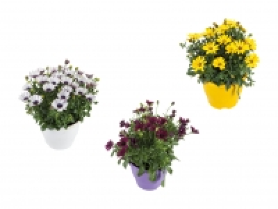 Osteospermum CHF 5.99