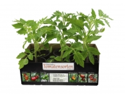 Tomatenpflanzen «Alte Sorten» CHF 5.99