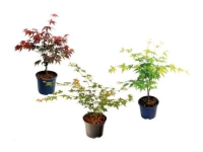 Acer Palmatum CHF 9.99