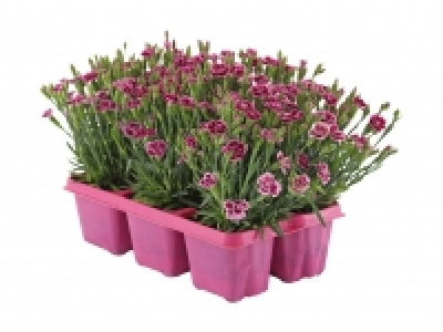 Dianthus «Pink Kisses» CHF 9.99
