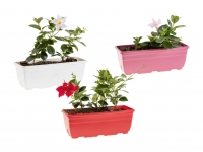 Dipladenia Kasten CHF 9.99