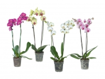 Phalaenopsis 2-Stieler CHF 7.95