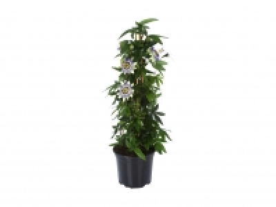 Passiflora Pyramide CHF 9.99