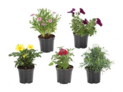 Beetpflanzen CHF 1.49