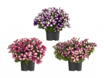 Petunien zweifarbig CHF 1.99