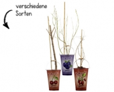 MINI OBSTBAUM CHF 9.99