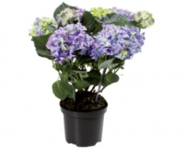GARTENHORTENSIE CHF 6.99