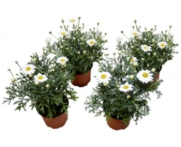 MARGERITE CHF&nbsp;2.99