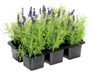 LAVENDEL CHF 3.99