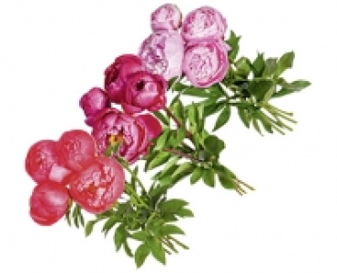 PFINGSTROSEN CHF 3.99