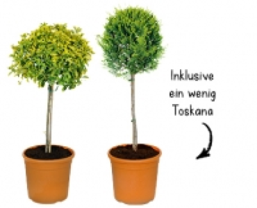 TOSKANA STÄMMCHEN CHF 19.99