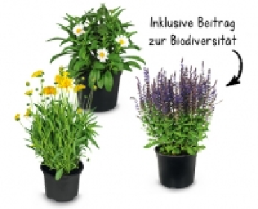 BIENENFREUNDLICHE STAUDEN CHF 4.99