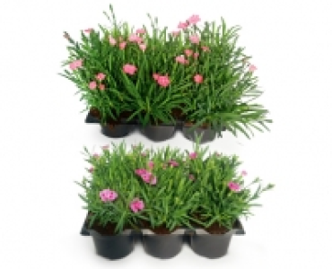 NELKEN CHF 9.99
