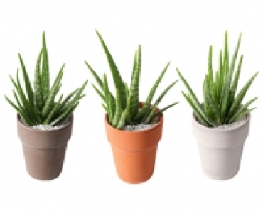 ALOE VERA CHF 6.99