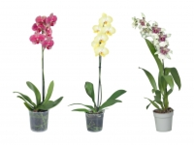 Orchideen CHF 5.99