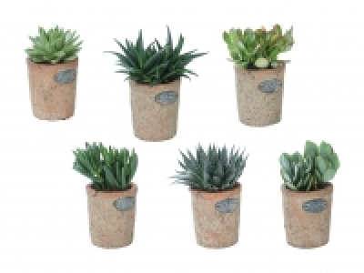 Sukkulenten in Design-Terracotta CHF 4.99