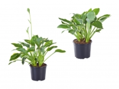 Funkie Hosta CHF 4.99