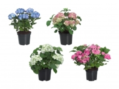 Gartenhortensien CHF 6.99