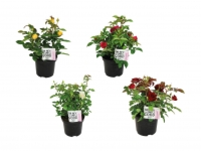 Gartenrosen «Palace» CHF 9.99
