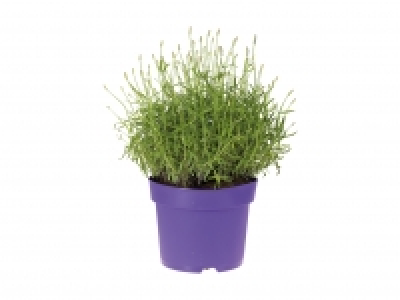 Lavendel Angustifolia CHF 4.99