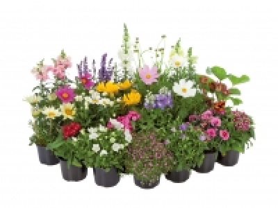 Staudenmix CHF 2.99