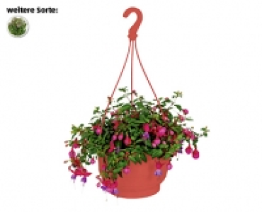 FUCHSIEN-AMPEL CHF 6.99