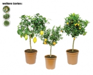 Angebot Aldi Suisse MEDITERRANES STÄMMCHEN Aldi Suisse