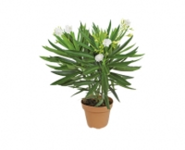 OLEANDER CHF 6.99