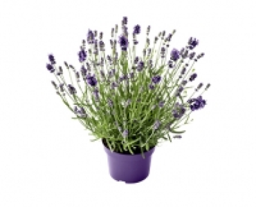 LAVENDEL CHF 2.49