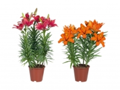 Asiatische Lilien CHF 5.99