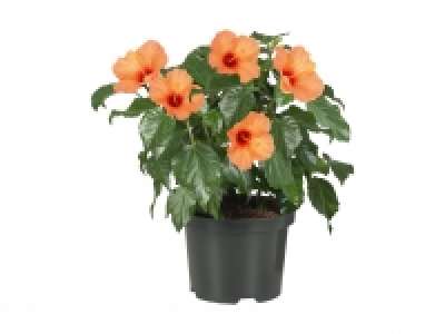 Hibiskus Busch CHF 8.99