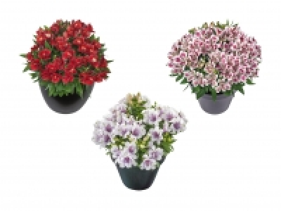Alstromeria CHF 9.99
