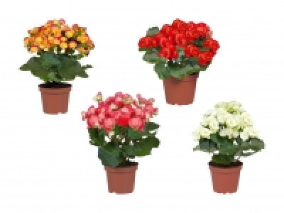 Begonien CHF 2.99