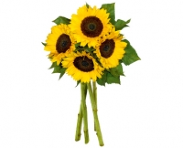 SONNENBLUMEN STRAUSS